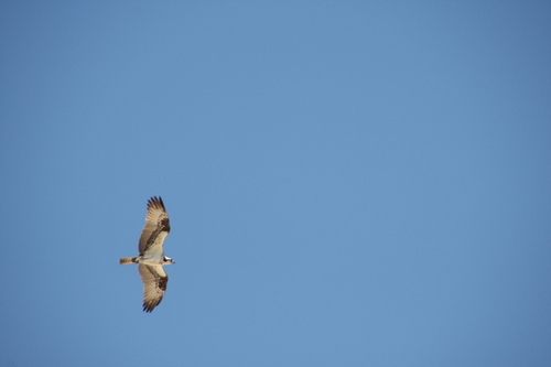 iNaturalist observation photo of Osprey