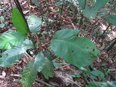 Macaranga polyadenia