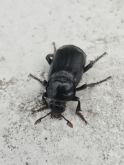 Nicrophorus humator