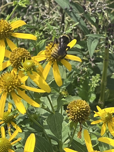 American Bumble Bee