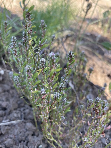 Polygonum plebeium observed 2026-09-16