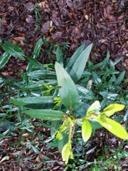 Phillyrea latifolia media