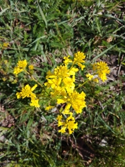 Barbarea vulgaris