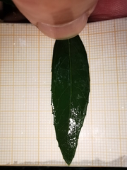 Phillyrea latifolia media