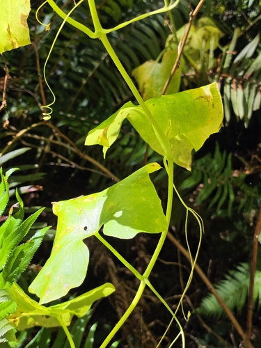 Marah oregana