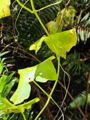 Marah oregana