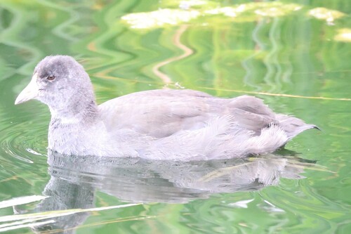 American Coot observed by addylong