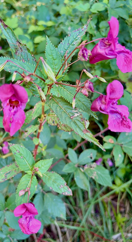 Himalayan balsam