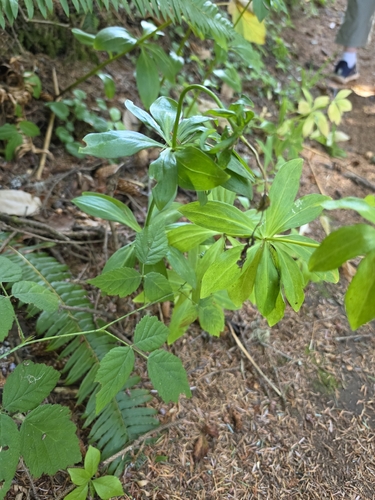 Lilium columbianum, photograph 4