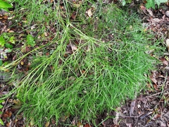 Peucedanum officinale