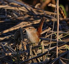 Cistothorus palustris