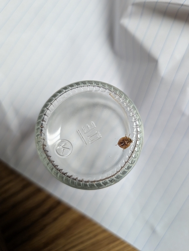 Asian Lady Beetle