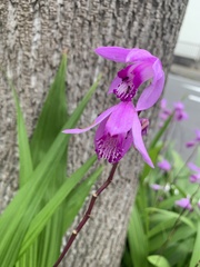 Bletilla