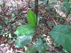 Macaranga polyadenia
