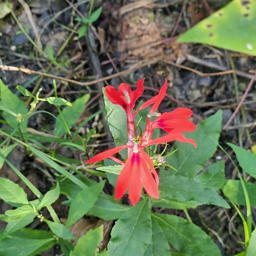 cardinal flower