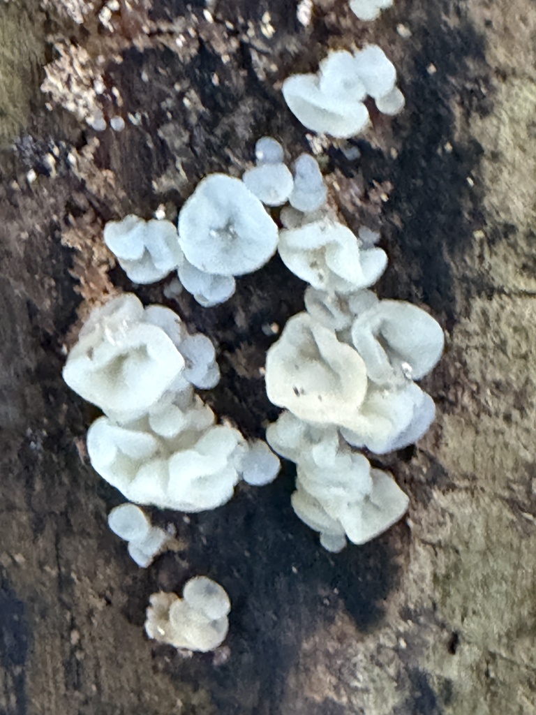white jelly fungus · September 2026 · photo: Photo: (c) Julie Travaglini, some rights reserved (CC BY) · iNaturalist