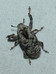 Episcirrus brachialis