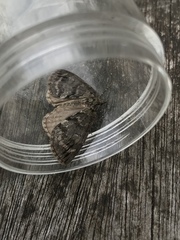 Hydriomena impluviata