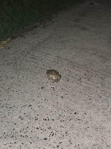 Cane Toad