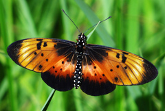 Acraea natalica