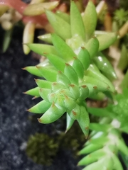 Petrosedum sediforme