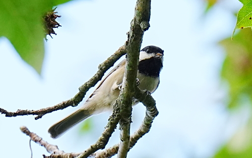 Carolina Chickadee