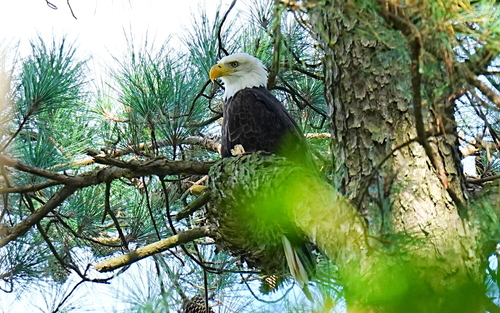Bald Eagle