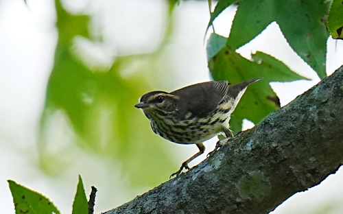 Northern Waterthrush