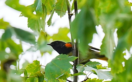 American Redstart