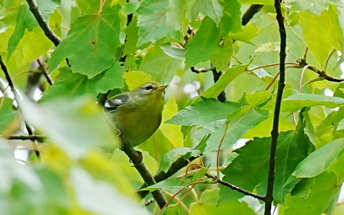 Northern Parula