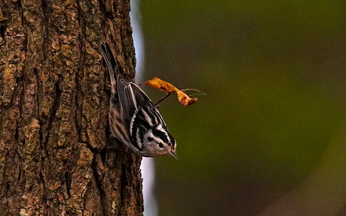 Black-and-white Warbler