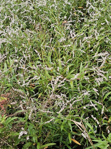 swamp smartweed