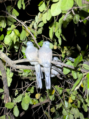 Peaceful Dove
