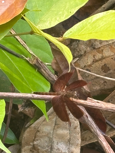 Common Parasol