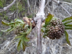 Sambucus kamtschatica