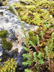 Petrosedum sediforme