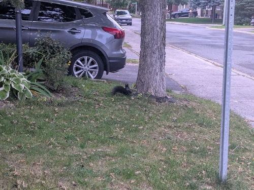 Eastern Grey Squirrel observed by seabass_the_fish