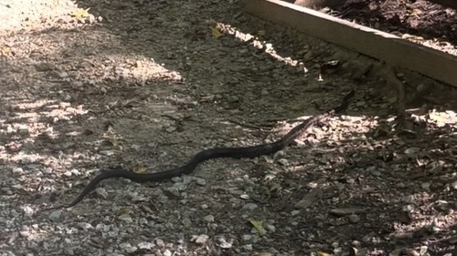 Central Ratsnake