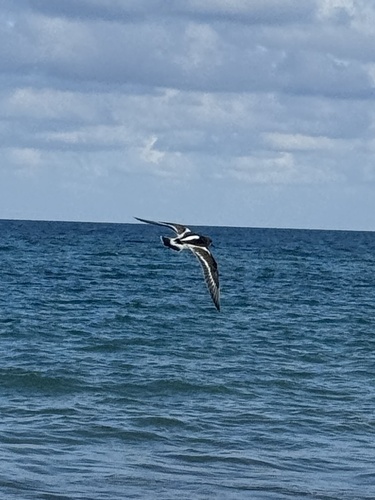 Ruddy Turnstone