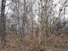 Sambucus kamtschatica