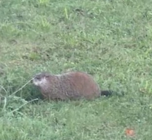 Groundhog observed by peterlc