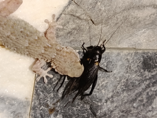 Southern Field Cricket