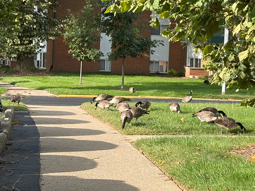 Branta canadensis observed 2026-09-15