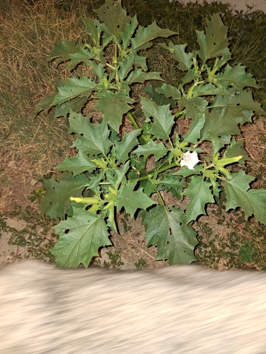 jimsonweed