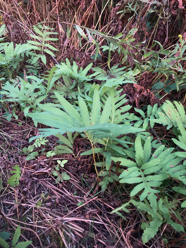 sensitive fern
