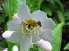 Miconia notabilis, photograph (c) Luis G Restrepo, some rights reserved (CC BY)