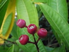 Miconia notabilis, photograph (c) Luis G Restrepo, some rights reserved (CC BY)