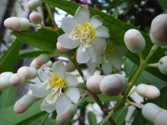 Miconia notabilis