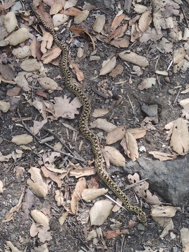 Gopher Snake observed by johnharshman