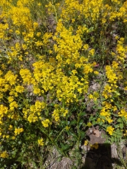 Barbarea vulgaris